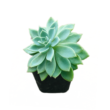 Succulent